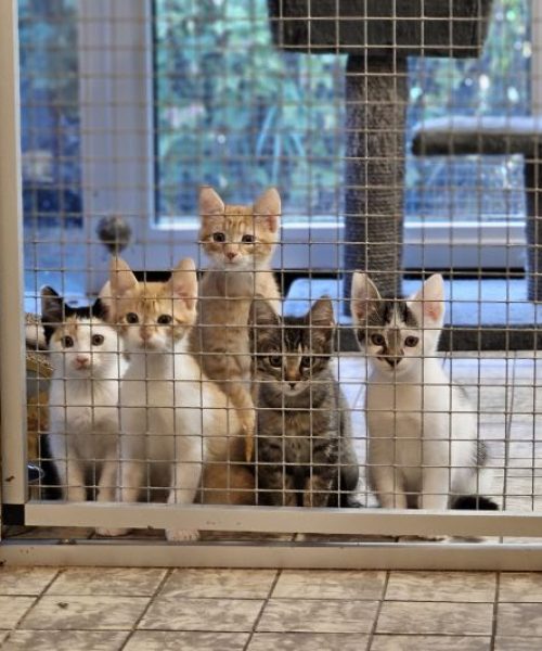 een asiel is niet een geschikte plek voor katten